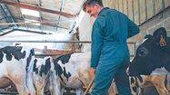 Agriculteur qui nettoie l'enclos de ses vaches